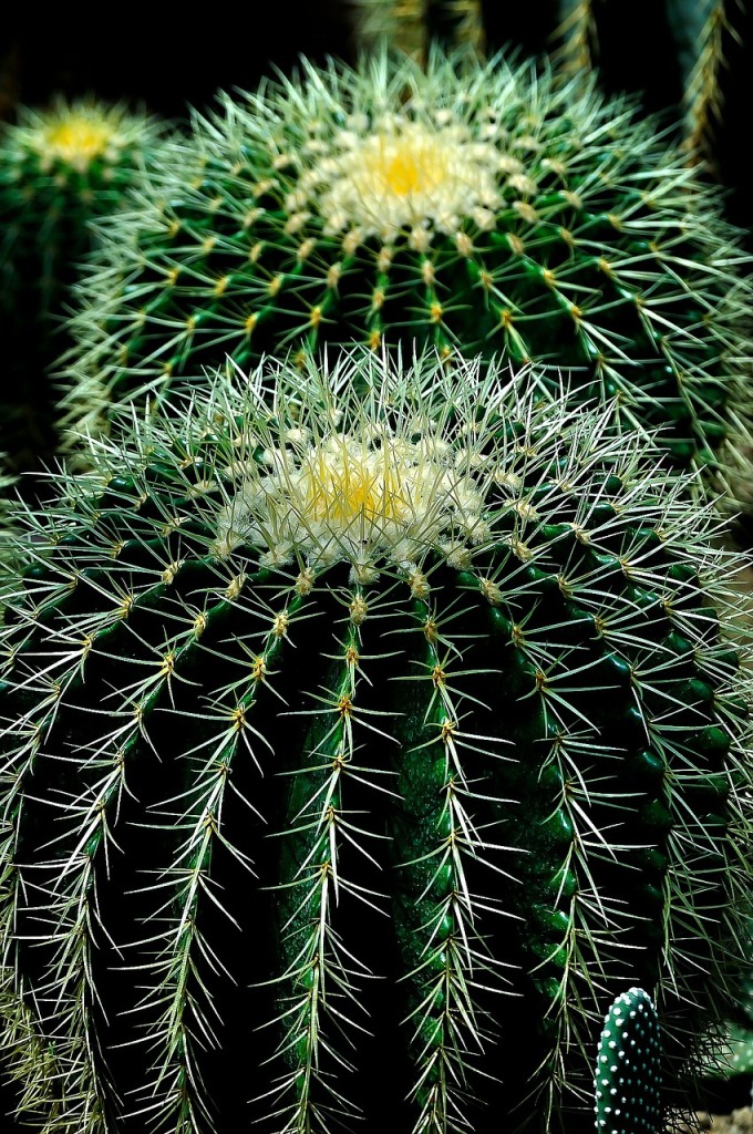 Cactus Echinocactus